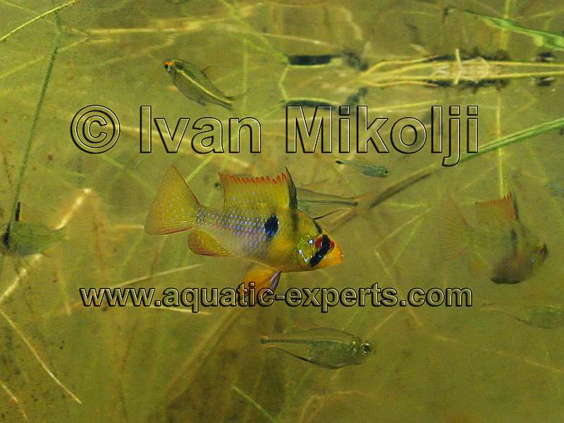 Mikrogeophagus ramirezi